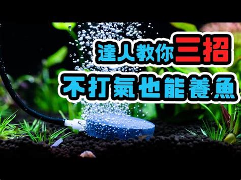 氧氣珠養魚|水草情迷 • 檢視主題